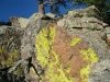 Crystal Lakes Lichens at Jerry's Acres