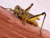 massive grasshopper