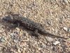 Lizard