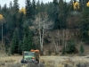 Fall Colorado Aspens near Leadville