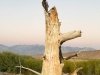 rare rabbit tree