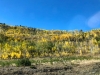 Fall Colorado Aspens near Leadville