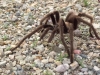 Fountain of Youth Tarantula Spider