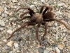 Fountain of Youth Tarantula Spider