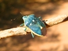 Colorful Beetle in Capitol Reef National Park