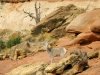 Cohab Canyon Bighorn Sheep in Capitol Reef National Park