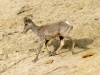 Cohab Canyon Bighorn Sheep in Capitol Reef National Park