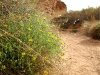 Spring Flowers Bloom in Capitol Reef National Park
