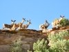 Deer Along Ridge of Capitol Reef Fremont River Trail