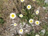 Summer Daisies in historic downtown Lake City, CO