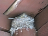 Baby birds with mom in the nest at Vickers Ranch cabin