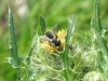 Bee collects pollen on nettle at Tom Griffin Lake