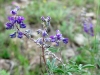 Colorado wildflowers at upper Vickers Ranch