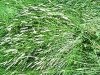 Fresh cut hay in the Vickers Ranch hayfield