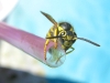 Yellowjacket enjoys green breajfast smoothie