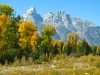 Fall colors and the Grand Tetons