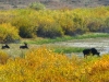 Wild moose grazing in Grand Teton National Park