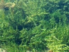 Water plants thrive near beaver dam at Schwabacher Landing