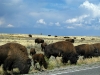 Roadside Buffalo in Grand Teton National Park - Drive Carefully!