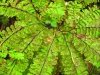 Clearwater National Forest Idaho Ferns