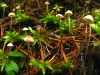 Clearwater National Forest Idaho Mushrooms