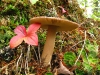 Clearwater National Forest Idaho Mushrooms