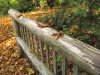 Leaves falling in the Hoh Rainforest