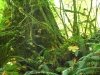 Big mossy trees in the Hoh Rainforest, Washington