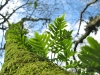 Ferns growing from mossy tree at Cape Disappointment