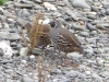 Rogue River Quail on Jerrys Flats