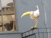 Elusive Gay Bird on Polk Street, San Francisco, CA