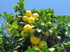 Native Palm Springs, CA Grapefruit at Rhodester Apartment