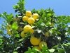 Native Palm Springs, CA Grapefruit at Rhodester Apartment