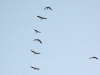 cranes in flight over Arizona ranch