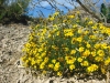 Big Bend wild desert flowers blooming in Spring