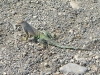 Big Bend Hot Springs Lizard