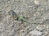 Big Bend Hot Springs Lizard