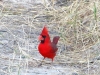 Vermillion Flycatcher Lake Amistad Texas