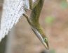 Lizard in the Big Thicket