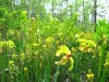 Pitcher plants blooming in The Big Thicket