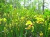 Pitcher plants blooming in The Big Thicket