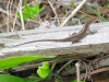 Lizard in the Big Thicket