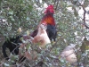 Chickens roosting in tree at Luckenbach, TX