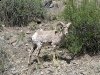 Badger Creek Boghorn Sheep Buena Vista Colorado