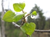 pike national forest aspen raindrop