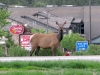 Elk Roam Estes Park Streets