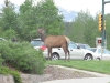 Elk Roam Estes Park Streets