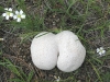 Rare Colorado Butt Mushroom