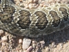 Colorado Rattlesnake Skin Detail