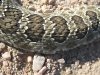 Colorado Rattlesnake Skin Detail